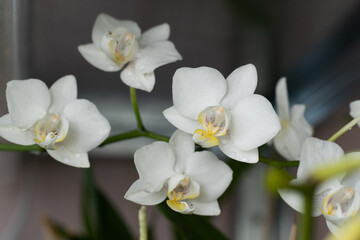 Fototapeta na wymiar Orchids white buds. Orchid background. Phalaenopsis bud. A branch of flowers. Delicate flower. Rare collectible plant. Dew on the bud closeup.