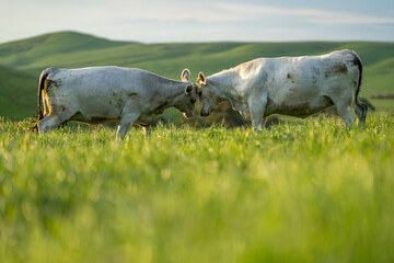 Fat Beef cows grazing on native grasses in a field on a farm practicing regenerative agriculture in...