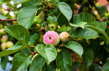 Wet unripe apples on a tree with green leaves in summer after rain