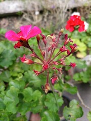 red and white flowers