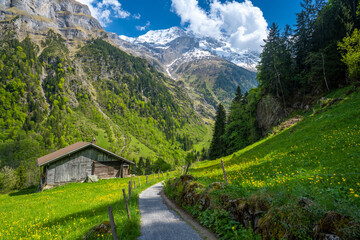 path in swiss alps with jungfrau mountain with wooden hut and spring meadow in Switzerland - obrazy, fototapety, plakaty