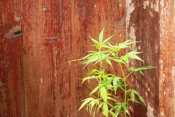 The young marijuanas plants in the garden.