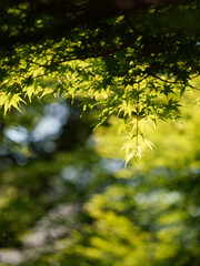 5月の青紅葉