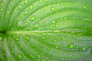 Green plant leaf with water drops after rain close-up