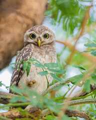 Spotted Owl With Eye to Eye contact
