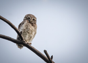Spotted Owl with eye blinking