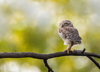 Spotted owl Resting on a tree