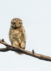Spotted Owl perching on a tree