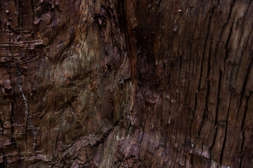 A wooden texture of cedar tree