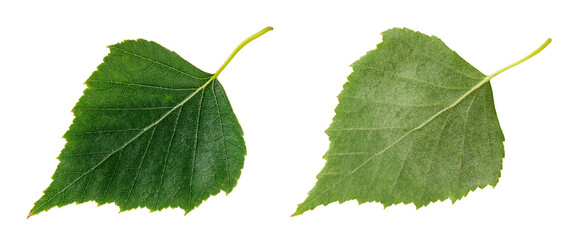 Birch green leaf isolated on a white background. Top side and underside of Betula fresh leaf cutout. Deciduous hardwood tree leaves macro. Botany and flora concept.