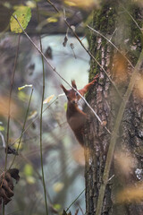 squirrel on a tree