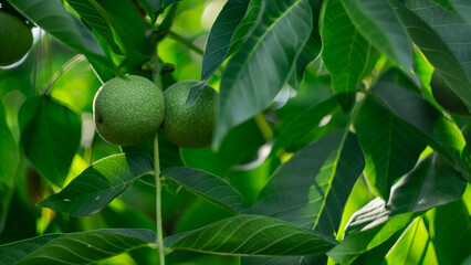 walnuts with leaves on a tree