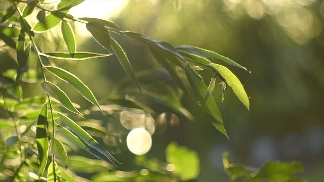 Nature background. Sun flare. Beautiful spring Sun shine through the trees green leaves. Blurred abstract bokeh with sun flare. Sunlight. Beams of light. Environment backdrop. Slow motion 4K
