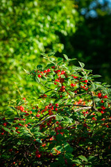 red and green leaves