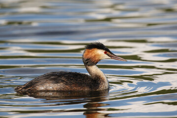 Great Crested Grebe (Podiceps cristatus), United Kingdom