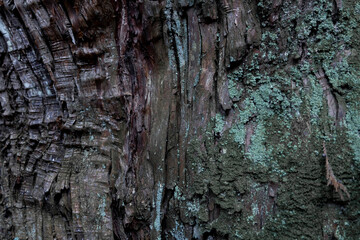 A wooden texture of cedar tree