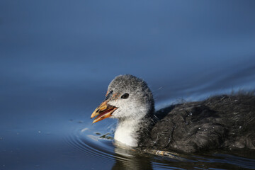 Eurasian Coot chick, United Kingdom