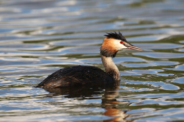 Great Crested Grebe (Podiceps cristatus), United Kingdom