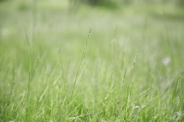 Green grass texture as background. Perspective view and selective focus. artistic abstract spring or summer background with fresh grass as banner or eco wallpaper. Leaves blur effect. Macro nature.