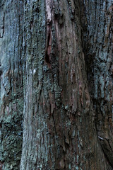 A wooden texture of cedar tree