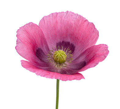 Blossoming pink poppy flower isolated on white background
