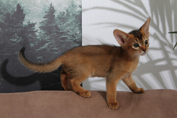 Abyssinian kitten, white wall background. Young beautiful purebred red short haired kitty. Small cute pets at cozy home. Top view banner. Funny adorable cats. Postcard concept. Close up, copy space.