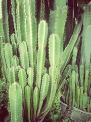 cactus in the garden