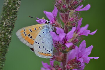 Azuré