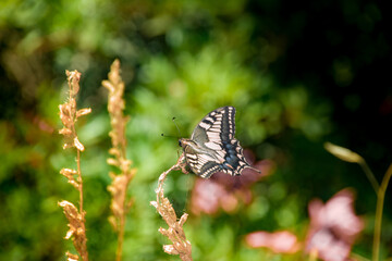 butterfly on a flower with green bokeh horizon