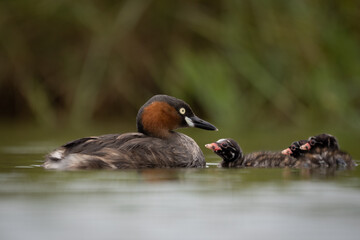 The little grebe, also known as dabchick, is a member of the grebe family of water birds