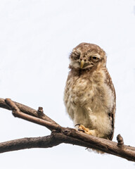 Naklejka premium Spotted Owl in a lazy mood