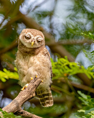 Spotted owl in a ladies look