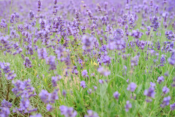 Field of purple little lavender flowers close up photo with bokeh