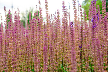 Field of pink little lavender flowers close up photo with bokeh