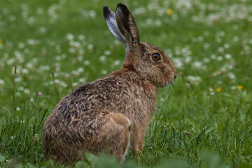Adult brown hare (lepus europaeus)