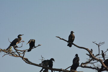 Beautiful landscapes and wildlife of India