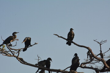 Beautiful landscapes and wildlife of India