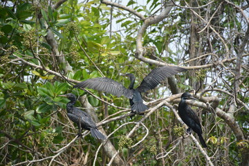 Beautiful landscapes and wildlife of India