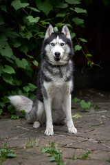 Portrait beautiful husky dog on dark nature background. Front view.