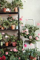 Fototapeta na wymiar Rack and stepladder with pelagonia in flower pots. Home gardening, hobby.