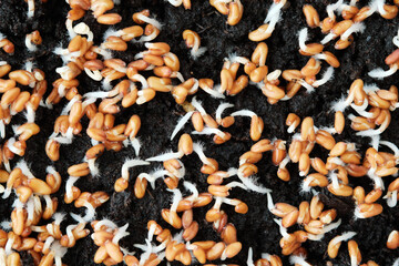 Close-up of watercress sprouts. Growing microgreens at home.