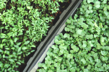 Different microgreens in the boxes. Concept of home gardening and growing greenery indoors. View from above.