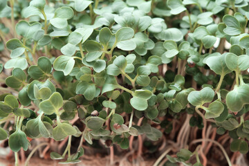 Close-up of microgreen broccoli. Concept of home gardening and growing greenery indoors