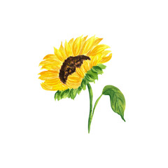 Watercolour sunflower. An isolated element of the autumn set of watercolour illustrations.