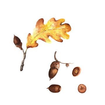 Watercolour oak leaf with acorns. Isolated elements of the autumn set of watercolour illustrations.