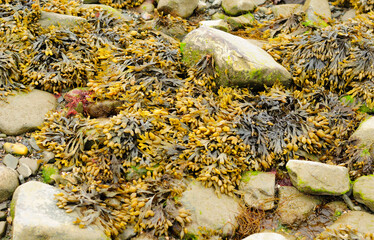 Bladder Rockweed seaweed or Fucus vesiculosus, bladder wrack or bladderwrack on rocks at low tide...