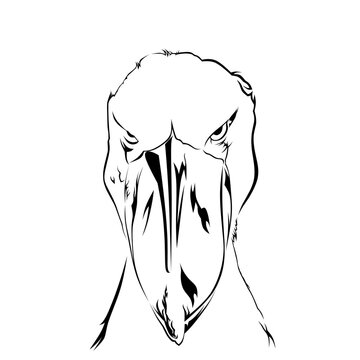 shoebill line art vector image.