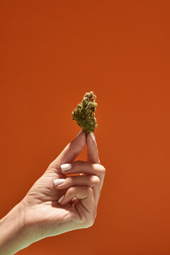 Hand hold dry marijuana bud on orange background