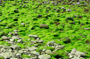 Seaweed coated rocks at lowtide in long island sound at Silver Sands State Park in Milford Connecticut on an overcast day.
