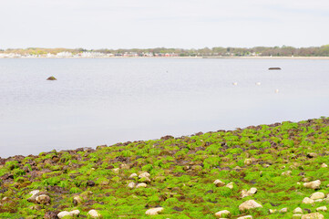 Seaweed coated rocks at lowtide in long island sound at Silver Sands State Park in Milford Connecticut on an overcast day.